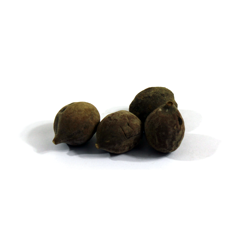 Beleric (Beherra) بہیڑہ – Pansaar.com