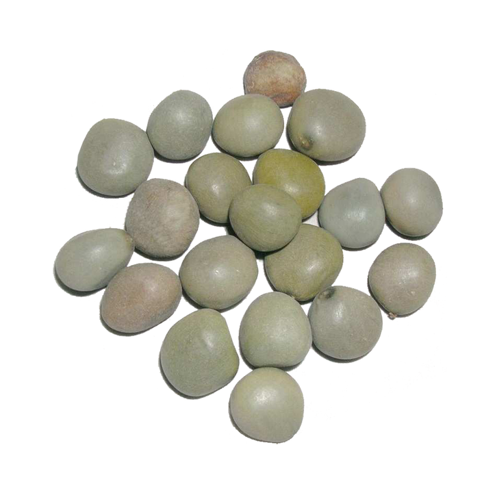 Bonduc Nut (Karanjoh) کرنجوہ