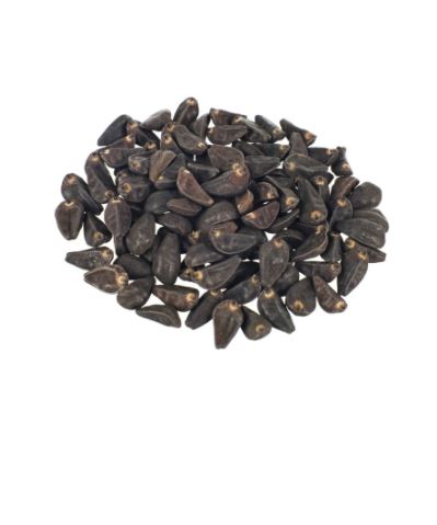 Japanese Morning Glory Seeds (Tukhm-e-Neel) also known as Pharbitis Seeds Scientific Name: Ipomoea Nil Linn تخم نیل کلادانہ