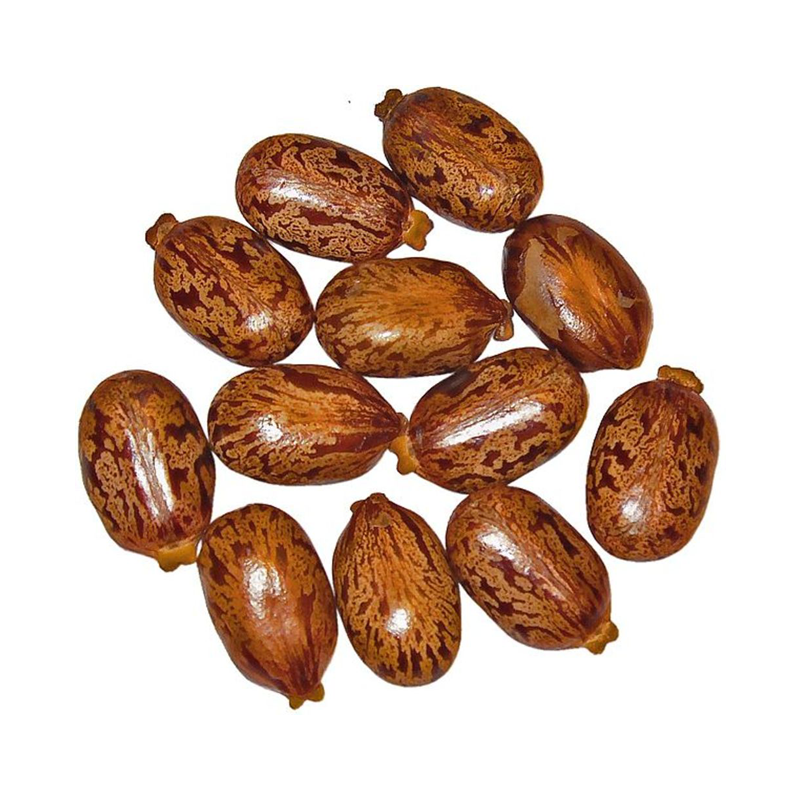 Castor Bean (Tukhm-e-Arandi) تخم ارنڈی