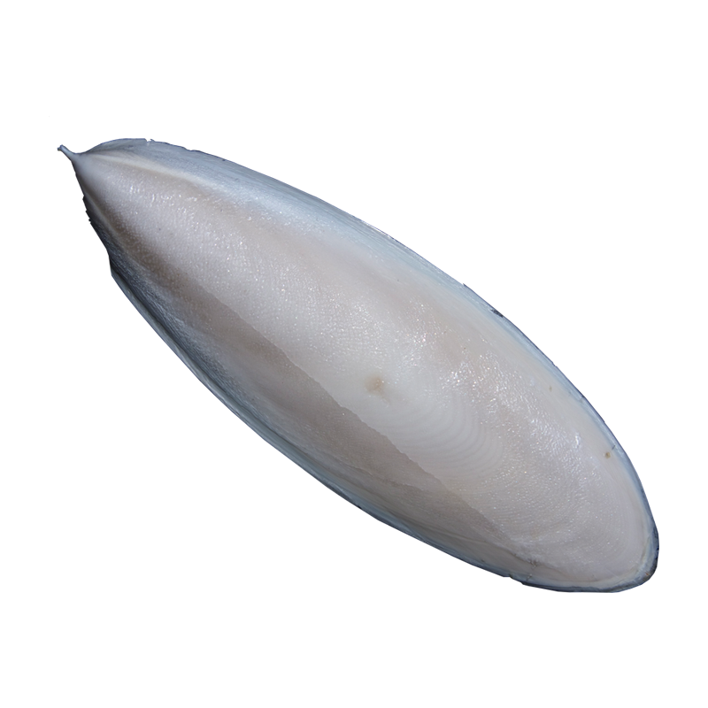 Cuttlefish Bone (Samandar Jhag) سمندر جھاگ