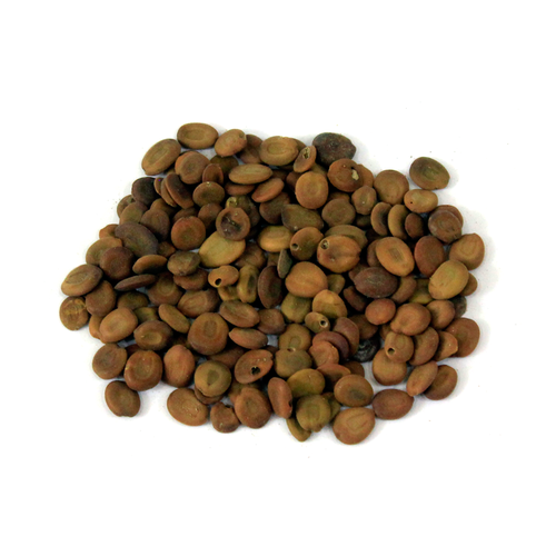 Lebbek Tree Seeds (Tukhm-e-Saras) also known as Albizia Lebbeck Scientific Name: Acacia Speciosa تُخم سرس