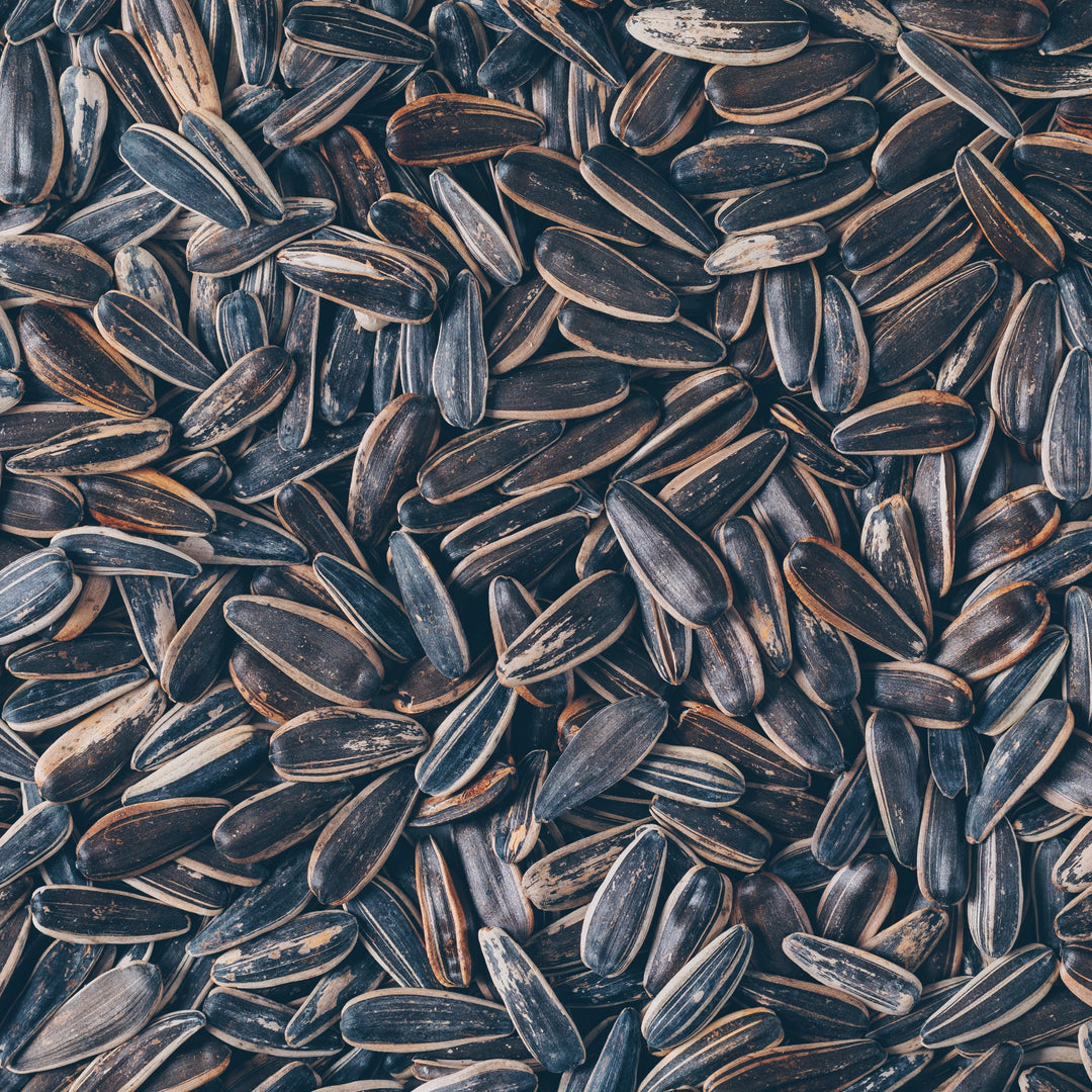 Sunflower Seeds - سورج مکھی کے بیج